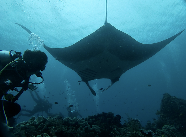 Simon Monk diving Raja Ampat